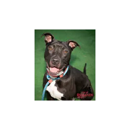 Perro fotografiado por Redlands Animal Shelter