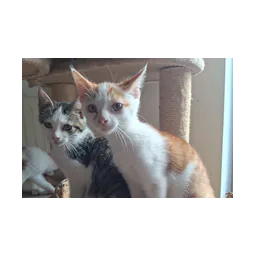 Fotografía de gatitos de la web oficial de Refuge Animalier du Pays de Landerneau