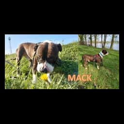 Fotografia de animal do site oficial de Refuge de l’ASPAD – SPA Dunoise