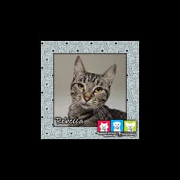 Rebecca, gata presentada por Regional Animal Services of King County