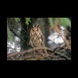 Animal photograph from the official website of Roofvogelopvang Barchem