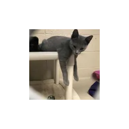 Image provenant du site officiel de Royal Oak Animal Shelter