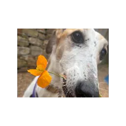 Fotografía de un animal publicada por RSPCA Leeds, Wakefield & District Branch