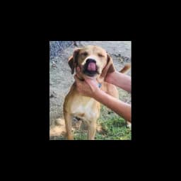Chien présenté par Russellville Animal Shelter
