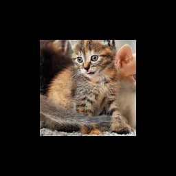 Save Our Cats and Kittens logo