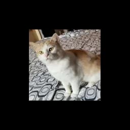 Cat pictured on the official Saving Grace Cat Rescue website