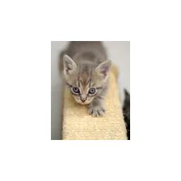 Cat photograph from the official Scratching Post Cat Rescue website
