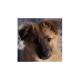 Brown puppy featured on Second Chance for Homeless Pets' official website