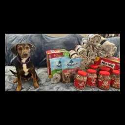 Perro rescatado con suministros donados en una foto del sitio oficial de SEK Animal Advocates