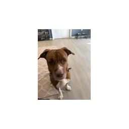 Dog pictured on the official website of Senior Dog Sanctuary of Maryland