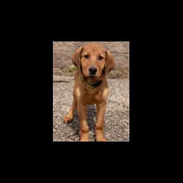 Chien photographié sur le site officiel de Shelter from the Storm Animal Rescue Inc