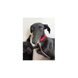 SOS Galgos logo