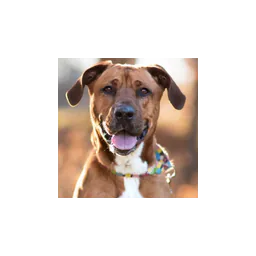 Southampton Animal Shelter Foundation logo