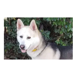 Dog pictured on the official website of Southeast Area Animal Control Authority (SEAACA)