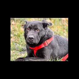 Black dog in a red harness pictured on the SPA de Saintes website