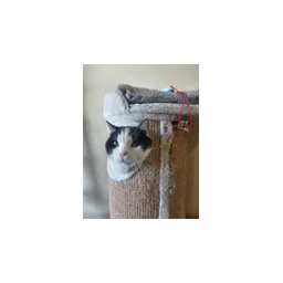 El gato Gengis fotografiado en la página oficial de adopción de SPA de Pontarlier