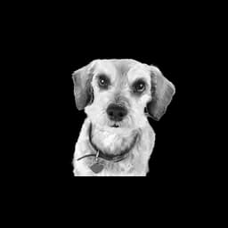 Perro fotografiado en el sitio oficial de Spay-Neuter Kansas