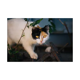 Cat photograph on the official website of Spay Neuter Network