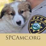 SPCA no diretório AnimalProtech