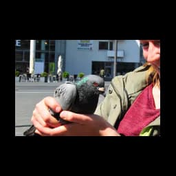 Paloma fotografiada en la web oficial de Stadttiere Braunschweig