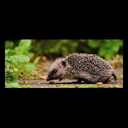 Fotografía de animal de la web oficial de Stichting Egelopvang Roosendaal e.o.