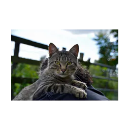 Animal photograph from the official website of Stichting Wetland Cats