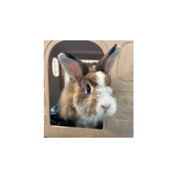 Sunshine Rabbit Center logo