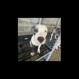 Dog in a kennel at Tahlequah Animal Control