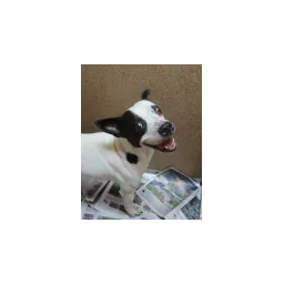Thor, photographié sur la page officielle d’adoption de Tender Loving Care Animal Shelter
