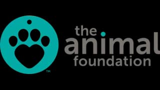 Official profile image of The Animal Foundation