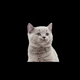 The Comfie Cat Shelter logo