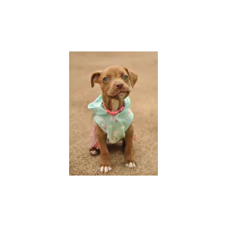 Animal photographed by The Good Dog Rescue