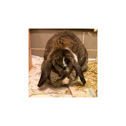 Dog pictured on the official website of Thornberry Animal Sanctuary