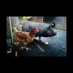 Poule et cochon photographiés sur le site officiel du Tierheim Köln-Zollstock