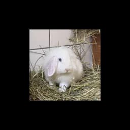 Conejo blanco en Tierheim Lübeck, fotografía oficial del refugio