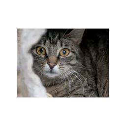 Animal photograph from the official website of Tierheim Pinzgau