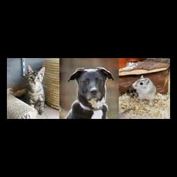 Cat, dog and small-animal photo collage published by Tierheim Fulda-Hünfeld