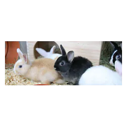 Fotografia de coelhos publicada pelo Tierheim Hildesheim