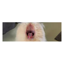 Fotografía de un animal o de las instalaciones publicada por Tierschutz-Südpfalz e.V.