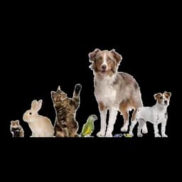 Animal banner published by Tierschutzverein Bad Schwalbach
