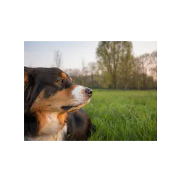 Fotografía de un animal o de las instalaciones publicada por Tierschutzverein Chemnitz und Umgebung e.V.