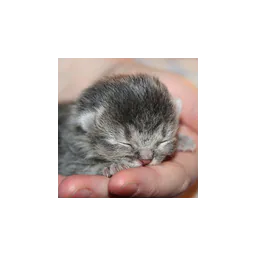 Kitten photograph published by Tierheim Crailsheim