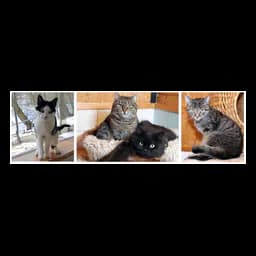 Animal or facility photograph published by Tierschutzverein Halberstadt e.V.