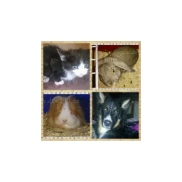Animal photograph from the official website of Tierschutzverein hoffen, retten, lieben