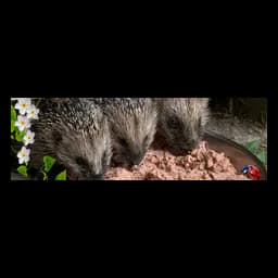 Fotografía de erizos en la cabecera oficial de Tierheim Langenberg