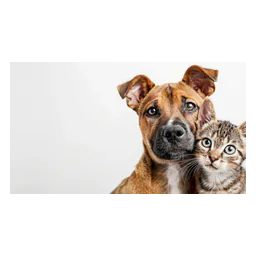 Animal photograph from the official website of Tierschutzverein Kelsterbach e.V.