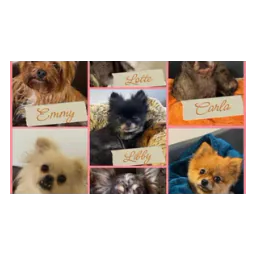 Colagem de fotografias de cães publicada pelo Tierheim Lingen