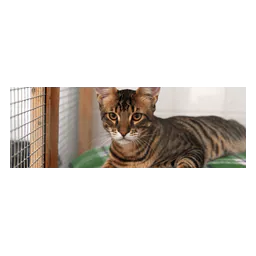 Animal or facility photograph published by Tierschutzverein Ludwigshafen und Umgebung e. V.