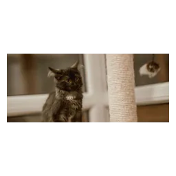 Cat photograph published by Tierheim Linxbachhof