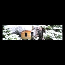 Fotografia de animal ou instalação publicada por Tierschutzverein Schönebeck und Umgebung e.V.